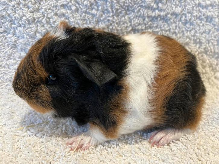 Prachtig CH teddy beertje, driekleur, Dieren en Toebehoren, Knaagdieren, Mannelijk, Cavia, Januari, Tam