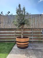 Olijf inclusief kuip! Vat plantenbak, olijfboom, kuipen, bak, Tuin en Terras, In pot, Halfschaduw, Ophalen of Verzenden, 100 tot 250 cm
