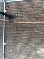 witwang toerako 1-1, Dieren en Toebehoren, Vogels | Overige Vogels, Meerdere dieren, Wildzangvogel, Geringd