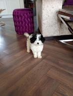 Maltipoo teefje, Dieren en Toebehoren, Honden | Chihuahua's en Gezelschapshonden, Overige rassen, Teef, Eén hond, Nederland