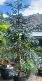 Abies procera 'Glauca’  (Blauwspar), Tuin en Terras, Planten | Bomen, Overige soorten, 250 tot 400 cm, Ophalen, Volle zon