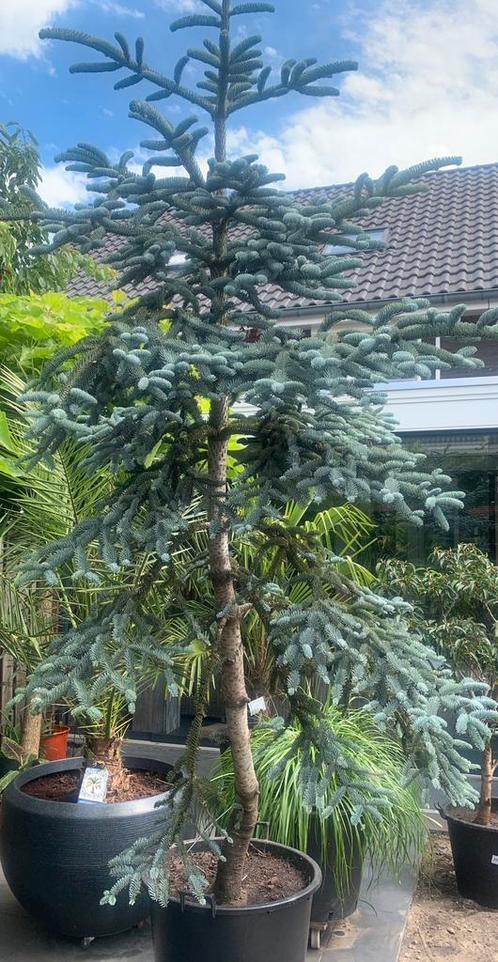 Abies procera 'Glauca’  (Blauwspar), Tuin en Terras, Planten | Bomen, Overige soorten, 250 tot 400 cm, Volle zon, In pot, Ophalen