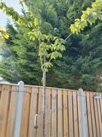 Prunus kanzan sarulatta, Ophalen, Halfschaduw, Overige soorten