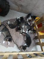 Lieve kittens, zeer tam., Meerdere dieren, Kortharig, 0 tot 2 jaar