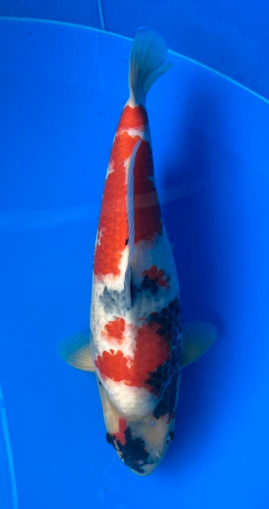 Female dainichi showa met certificaat, Dieren en Toebehoren, Vissen | Vijvervissen, Karper of Koi