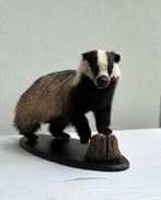 Prachtige opgezette das, taxidermie, Ophalen of Verzenden, Zo goed als nieuw, Wild dier, Opgezet dier