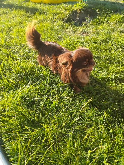 Prachtig chihuahua reu met fci stamboom, Dieren en Toebehoren, Honden | Chihuahua's en Gezelschapshonden, Reu, Chihuahua, Fokker | Professioneel