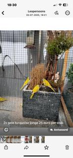 Turqoise, Mannelijk, Parkiet, Geringd
