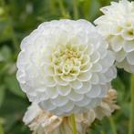 Dahlia knollen wit pompon ca. 1000 stuks, Ophalen, Voorjaar, Volle zon, Knol