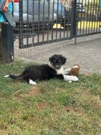 Australian pups geboren op 16 juni., Overige rassen, CDV (hondenziekte), 8 tot 15 weken, Meerdere
