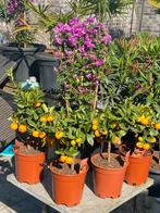 4 schitterende citrus calamondin boompjes vol vrucht in pot!, Volle zon, Minder dan 100 cm, Ophalen, In pot