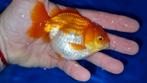 Yuanbao fancy goldfish metallic rood/wit, Dieren en Toebehoren, Vissen | Aquariumvissen