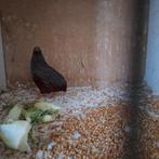 Gratis chinesedwerg kwartels haantjes, Mannelijk, Tropenvogel