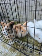 Teddy dwerg baby konijntjes, Dieren en Toebehoren, Konijnen, Meerdere dieren, Dwerg