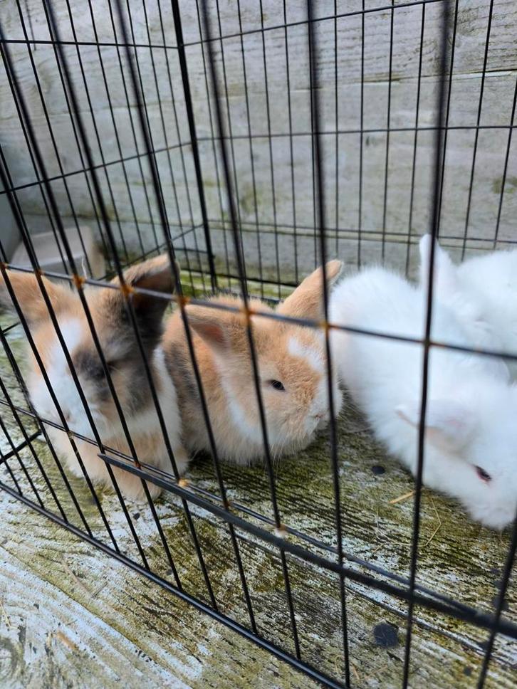 Teddy Widder dwerg baby konijntjes, Dieren en Toebehoren, Konijnen, Dwerg, Meerdere dieren
