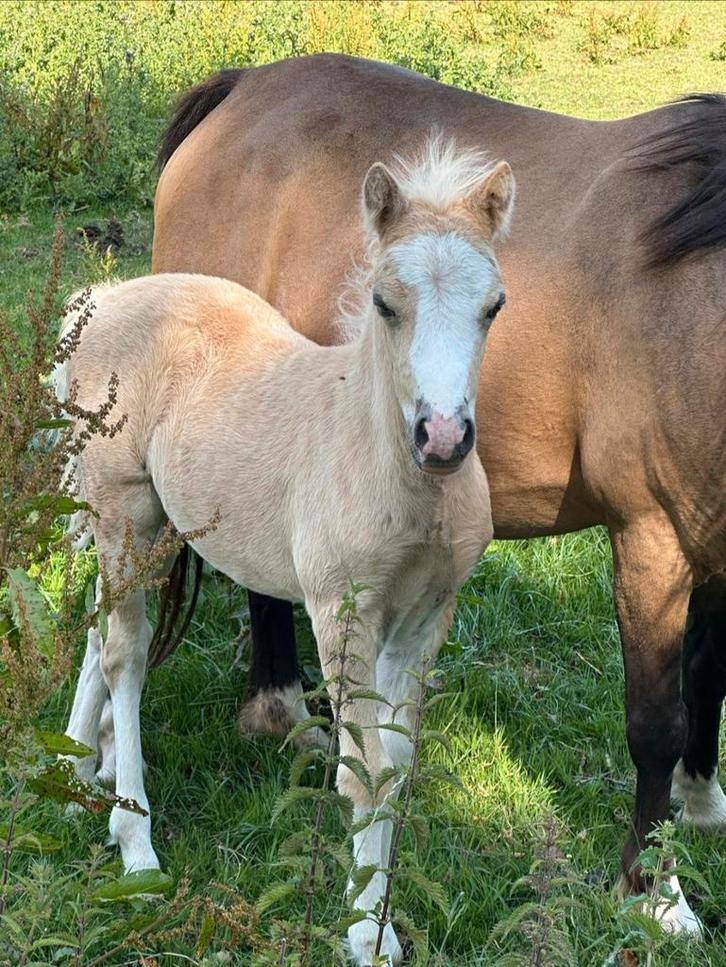 A-WELSH PONY'S TE KOOP. WELSH., Dieren en Toebehoren, Pony's, Meerdere dieren, Onbeleerd, A pony (tot 1.17m), Recreatiepony, 0 tot 2 jaar