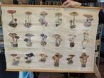 Oude schoolplaat: Paddestoelen, Ophalen of Verzenden, Natuur en Biologie