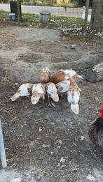 Rode ardenner kalkoenen te koop, Dieren en Toebehoren, Pluimvee, Meerdere dieren, Kalkoen