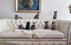 Brits korthaar X Perzisch kittens, Meerdere dieren, Ingeënt