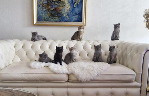 Brits korthaar X Perzisch kittens, Dieren en Toebehoren, Katten en Kittens | Raskatten | Korthaar, Meerdere dieren, Ingeënt
