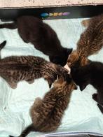 Mooie tijgerprint kittens, Dieren en Toebehoren, Katten en Kittens | Overige Katten, Kater