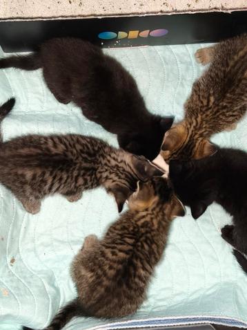 Mooie tijgerprint kittens  beschikbaar voor biedingen