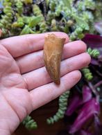 Carcharodontosaurus kem kem Marokko fossiel dinosaurus dino, Verzamelen, Mineralen en Fossielen, Ophalen of Verzenden, Fossiel