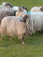 Gezocht ooien drents heideschaap, Vrouwelijk, Schaap