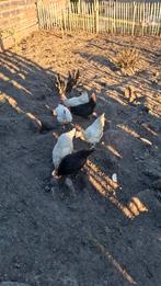 6 legkippen, Dieren en Toebehoren, Pluimvee, Vrouwelijk, Kip