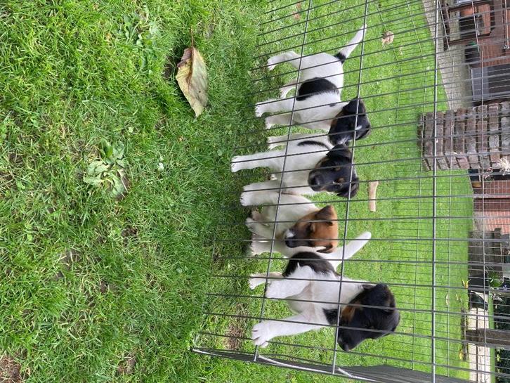 Mooie Engelse Foxterrier pups, Dieren en Toebehoren, Honden | Jack Russells en Terriërs, Meerdere dieren, Overige rassen, Fokker | Hobbymatig