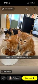 Kittens te koop, Dieren en Toebehoren, Katten en Kittens | Raskatten | Korthaar, Meerdere dieren, Ontwormd, 0 tot 2 jaar