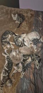 Nestje met 8 Bengaalse kittens, Dieren en Toebehoren, Meerdere dieren, Met stamboom