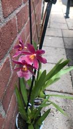 4 orchidieen, Ophalen of Verzenden, Overige soorten, Volle zon