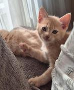 Mainecoon/Britse korthaar kruising, Dieren en Toebehoren, Poes