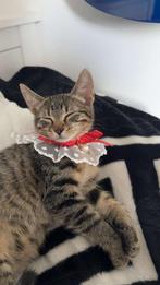 Schattige kitten ( poes, 4 maanden) prijs in overleg, Dieren en Toebehoren, Katten en Kittens | Overige Katten, Poes