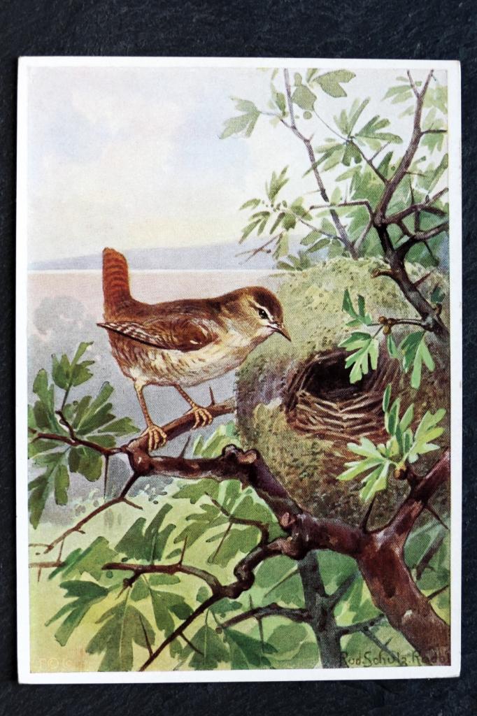 De winterkoning bij het nest, R. Schulz, Verzenden, 1940 tot 1960, Ongelopen, Vogel