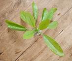 Aquarium plant plastic / kunst waterplant, Ophalen of Verzenden, Plant(en), Steen of Hout