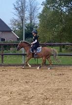 Bijrijdpony / bijrijdpaard gezocht, bijrijder aangeboden, Dieren en Toebehoren, Ophalen of Verzenden, Nieuw, Dressuur