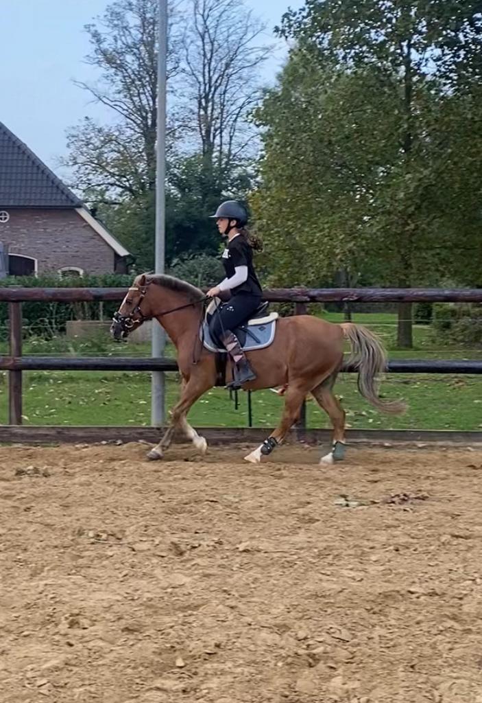 Bijrijdpony / bijrijdpaard gezocht, bijrijder aangeboden, Dieren en Toebehoren, Paarden en Pony's | Overige Paardenspullen, Nieuw