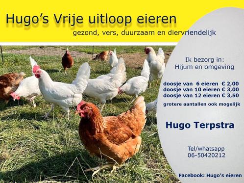 Verse vrije uitloop eieren, Dieren en Toebehoren, Pluimvee, Kip, Geslacht onbekend