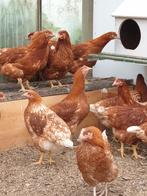 legkippen /leghennen, Vrouwelijk, Kip