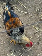 Jonge patrijs leghornhaan, Dieren en Toebehoren, Vogels | Overige Vogels, Mannelijk