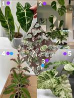 Verschillende stekken kamerplanten te koop/ruil, Ophalen, Overige soorten, Halfschaduw, Minder dan 100 cm
