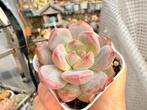 Echeveria Monroe/pot 5cm/vetplant/succulent, Ophalen of Verzenden, Halfschaduw, Minder dan 100 cm