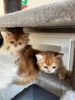 Britse korthaar kittens en half langhaar te koop, Dieren en Toebehoren, Meerdere dieren, Ontwormd, 0 tot 2 jaar