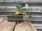 Buxus Bonsai - Prachtige Sierboom, Tuin en Terras, Vaste plant, Bloeit niet, Halfschaduw, Ophalen