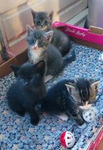 Boerderij Kittens, Dieren en Toebehoren, Katten en Kittens | Overige Katten, Meerdere dieren, Kortharig, 0 tot 2 jaar