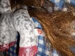 TY Beanie Boo Knuffel Pony Cinnamon 15 cm, Ophalen of Verzenden