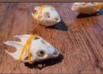 3 stuks echte schildpad schedeltjes taxidermie skull skelet, Ophalen of Verzenden, Reptiel of Amfibie, Schedel