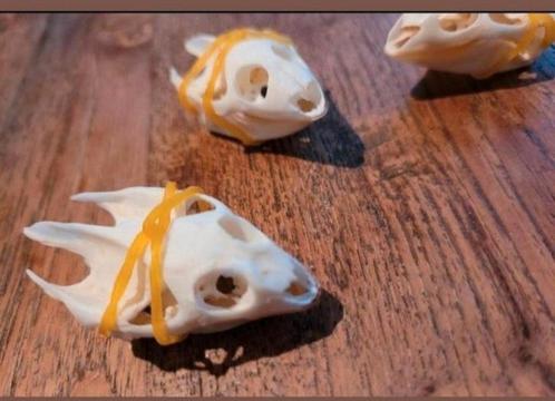 3 stuks echte schildpad schedeltjes taxidermie skull skelet, Verzamelen, Dierenverzamelingen, Schedel, Reptiel of Amfibie, Ophalen of Verzenden